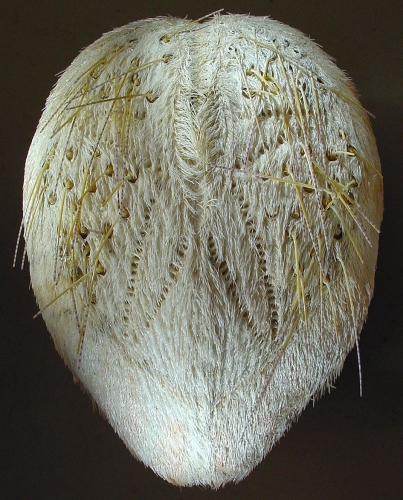 Breynia elegans (aboral)