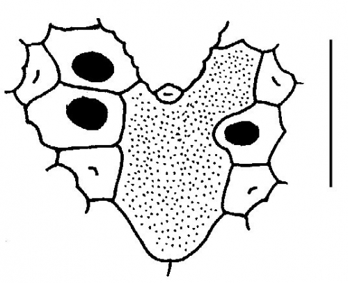 Brisaster townsendi (apical system)