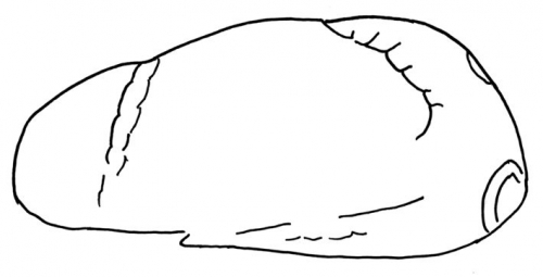 Brissopsis parallela (lateral)