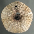 Echinoidea (sea urchins)