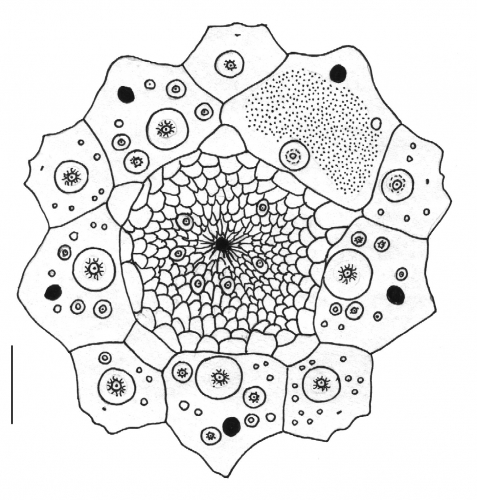 Centrostephanus tenuispinus (apical system)