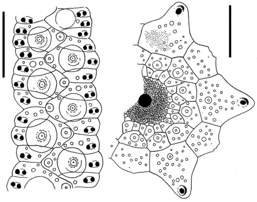 Chaetodiadema keiense (ambulacral plates + apical system)