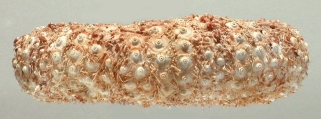 Chaetodiadema pallidum (lateral), author: Schultz, Heinke