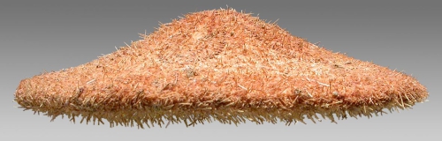 Clypeaster annandalei (lateral) Clypeaster annandalei (lateral)
