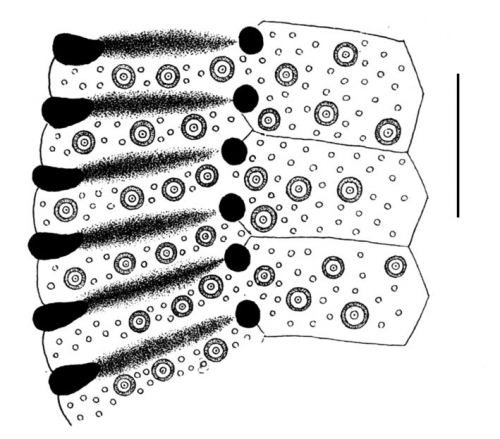 Clypeaster annandalei (part of petal)