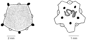 Clypeasteroida (apical systems)