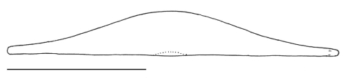 Clypeaster europacificus (test, profile)