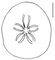 Clypeaster lamprus (aboral)