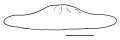 Clypeaster lamprus (lateral)