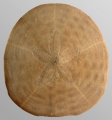 Clypeaster latissimus (aboral)