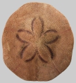 Clypeaster rotundus (aboral)