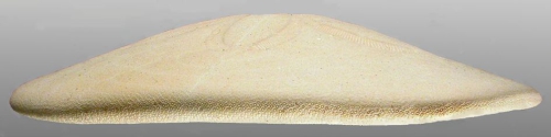 Clypeaster telurus (test, lateral)