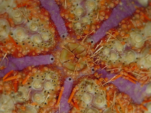 Coelopleurus longicollis (apical region)