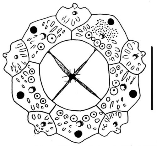 Coelopleurus maculatus (apical system)