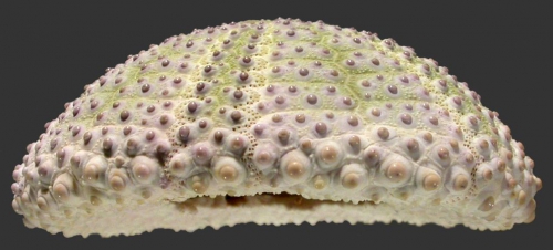 Colobocentrotus mertensii (lateral)