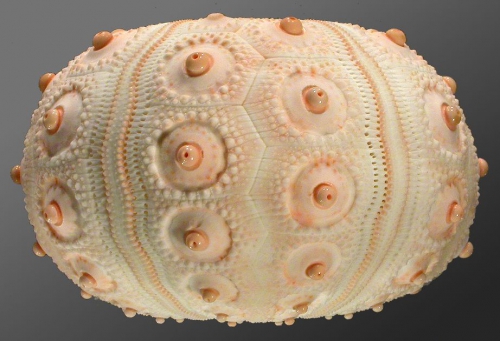 Compsocidaris pyrsacantha (lateral)