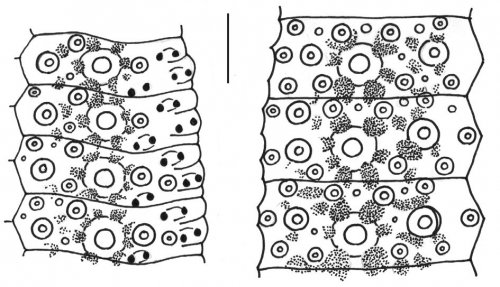 Desmechinus rufus (ambulacral + interambulacral plates)