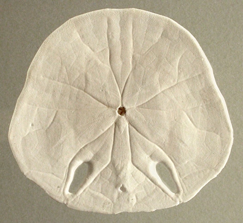 Echinodiscus tenuissimus (oral)