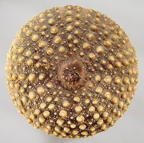 Echinostrephus aciculatus (aboral)