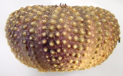 Echinostrephus aciculatus (lateral)