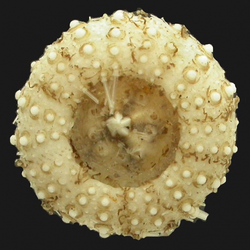 Echinus multidentatus (oral)