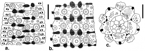 Erbechinus spectabilis (coronal plates and apical disc)