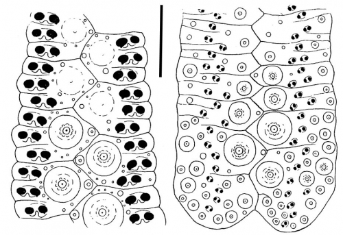 Eremopyga debilis (ambulacra)