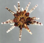 Eucidaris thouarsii (aboral)