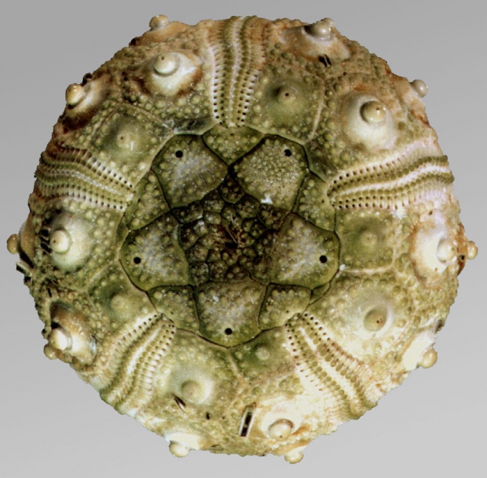 Eucidaris thouarsii (aboral)