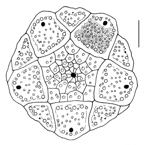 Eucidaris thouarsii (apical system)