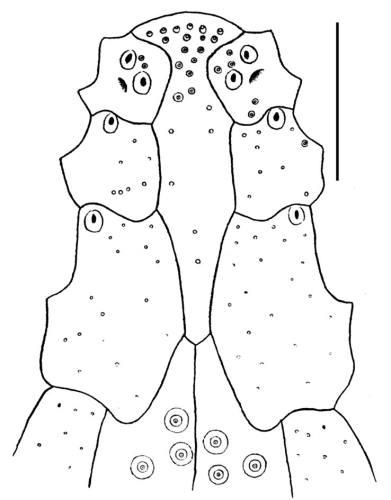 Eupatagus valenciennesi (labrum)