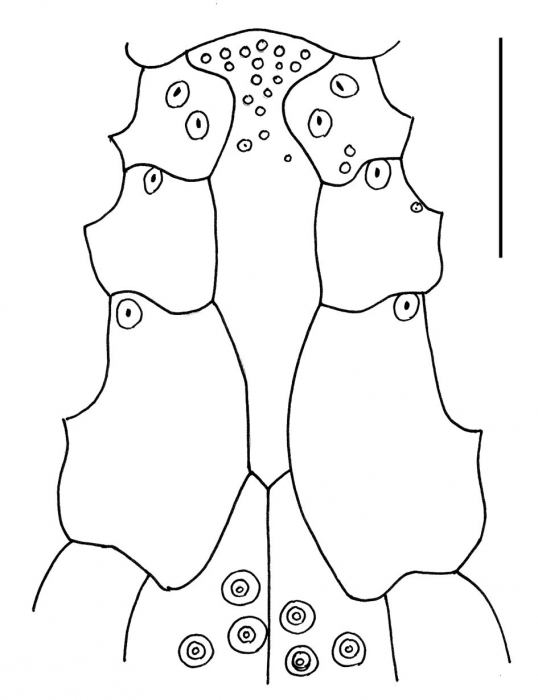 Eupatagus valenciennesi (oral)