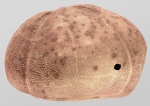 Faorina chinensis (lateral)