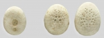Fibularia cribellum (oral + aboral)