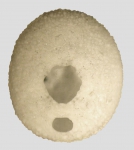 Fibularia nutriens (female, oral)