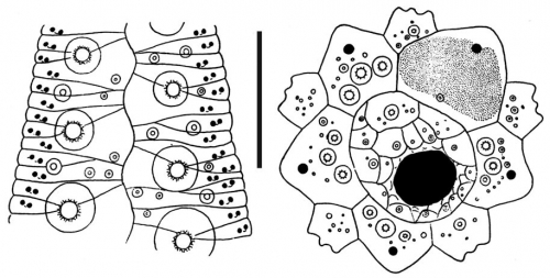 Glyptocidaris crenularis (ambularal plates + apical disc)