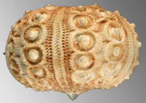 Goniocidaris (Aspidocidaris) clypeata (lateral)