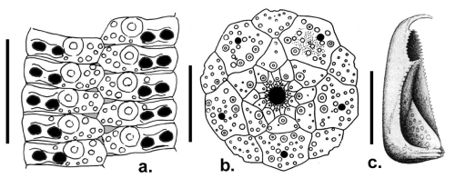 Goniocidaris (Discocidaris) mikado (apical disc, ambulacral plates and pedicellaria)