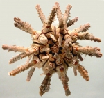 Goniocidaris (Goniocidaris) tubaria (aboral)