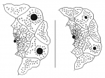Goniocidaris (Goniocidaris) tubaria (apical system)