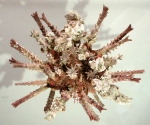 Goniocidaris (Goniocidaris) tubaria (aboral)