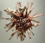 Goniocidaris (Goniocidaris) tubaria (oral)
