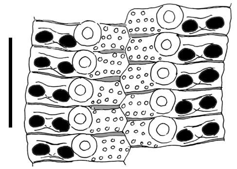 Goniocidaris (Petalocidaris) biserialis (ambulacral plates)