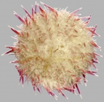Gymnechinus pulchellus (aboral)