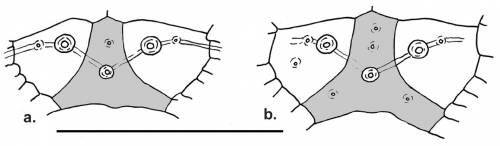 Habrocidaris (primordial plates)