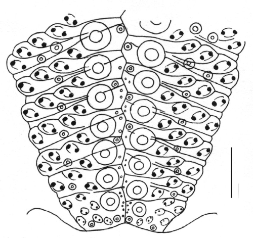 Heliocidaris erythrogramma (ambulacral plates)