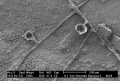 Ctenostomatida