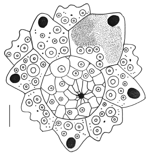 Hemicentrotus pulcherrimus (apical system)