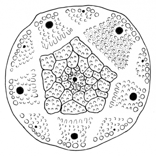 Hesperocidaris asteriscus (apical system)