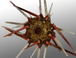 Hesperocidaris asteriscus (aboral), author: Schultz, Heinke